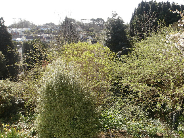 My garden is full of trees. The dark trees denote the end of my garden