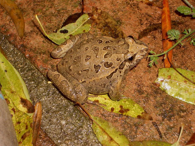 Gc03 Discoglossus galganoi (Iberian Painted Frog)