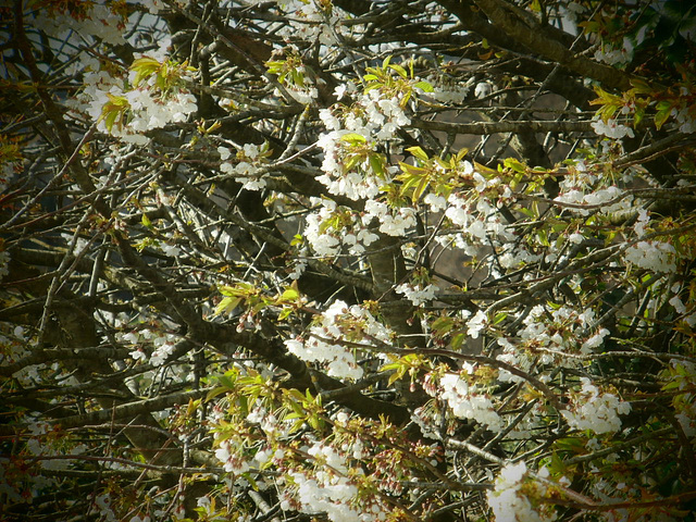 Some of the blossom from my bedroom