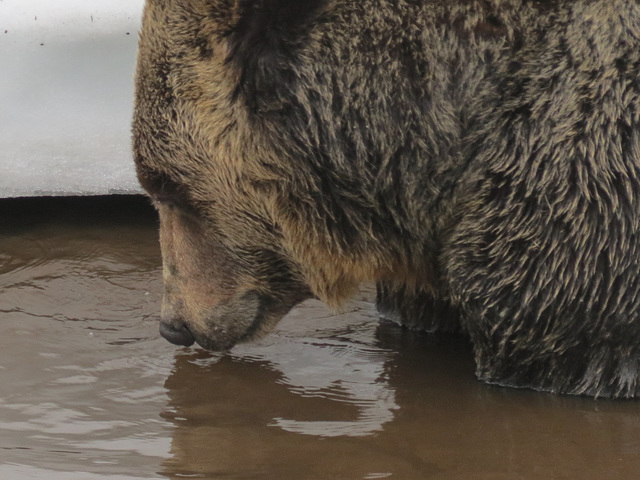 Thirsty Grizzly Bear