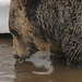 Thirsty Grizzly Bear