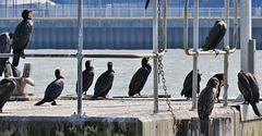 cormorants , thames, london