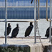 cormorants , thames, london