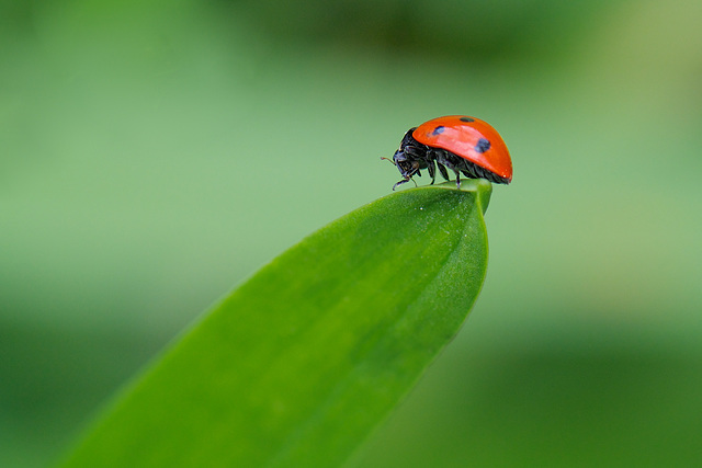 Ladybird