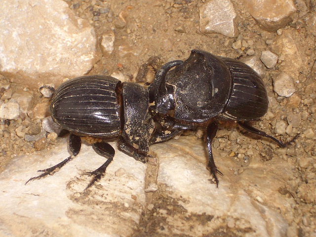 Gc06 Dueling Rhinoceros Beetles (Oryctes nasicornis)