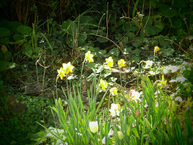 Some spring flowers in my flower bed