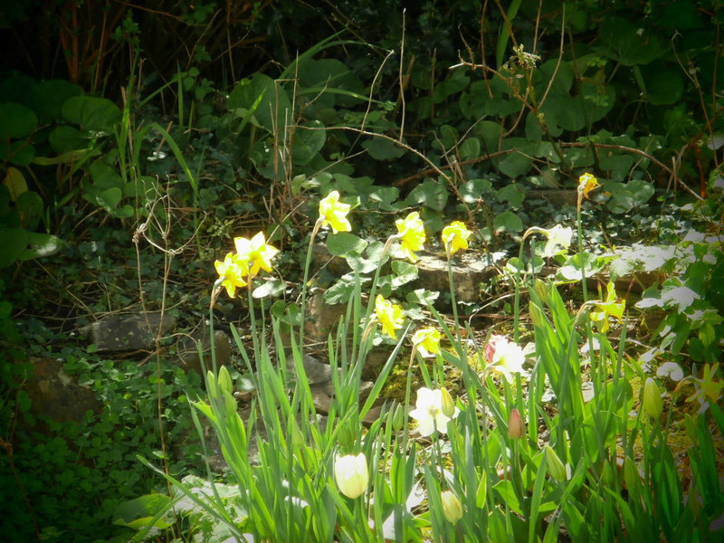 Some spring flowers in my flower bed