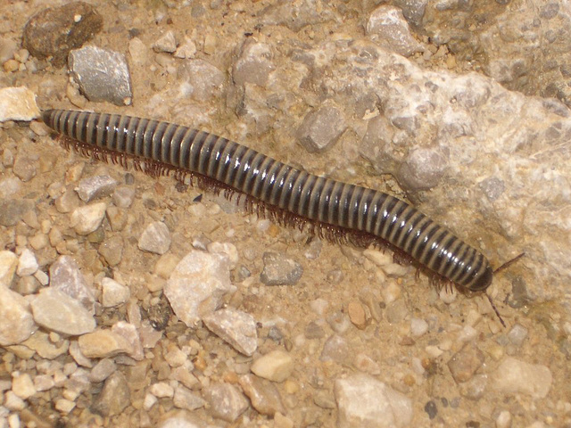 Gc07 Ommatoiulus rutilans (Millipede)