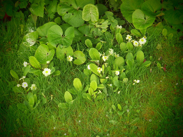 Primroses allowed to grow in the grass