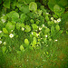 Primroses allowed to grow in the grass