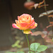 rose of China