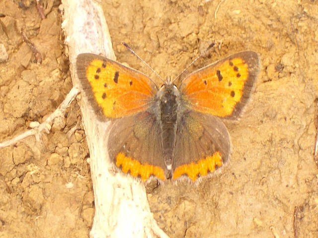 Gc08 Lycaena phlaeas (Small Copper)?