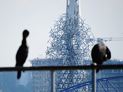 cormorants , thames, london