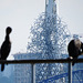 cormorants , thames, london