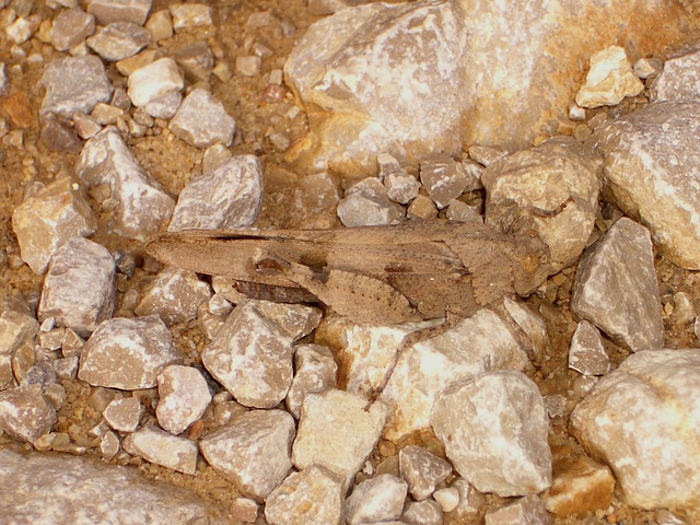 Gc09 Oedipoda caerulescens (Blue-winged Grasshopper)