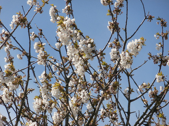 The blossom looks lovely against the blue sky