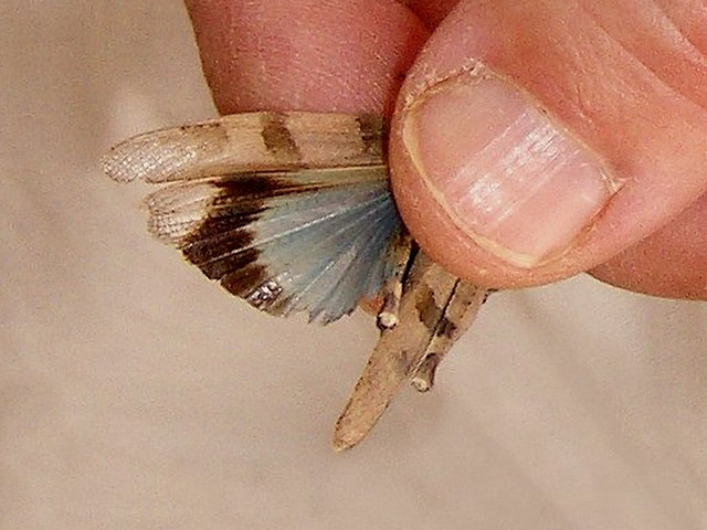 Gc10 Oedipoda caerulescens (Blue-winged Grasshopper)