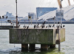 cormorants , thames, london