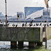 cormorants , thames, london