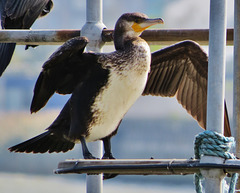 cormorants , thames, london