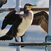 cormorants , thames, london