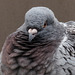Fluffed Pigeon feathers