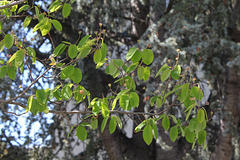 Arbre 1 à identifier  (6)