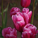 More Tulips