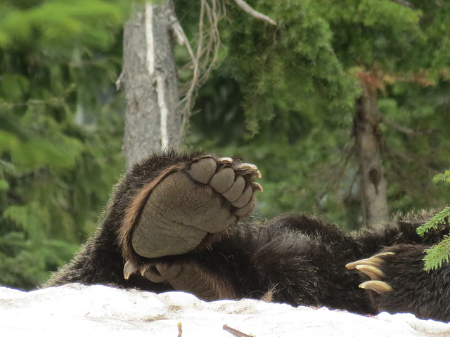 A Bears paw!