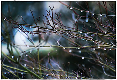 Sparkling Drop Of Water