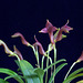 Masdevallia angulifera 'J & L'