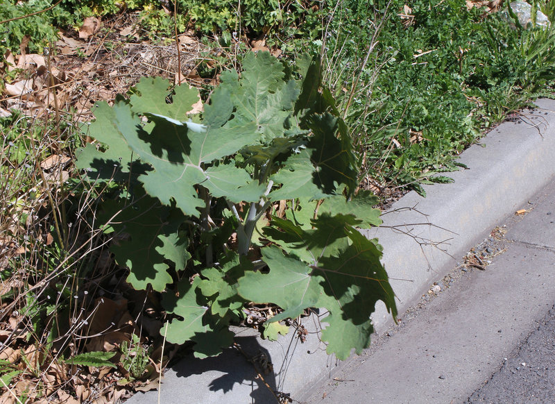 Macleaya cordata