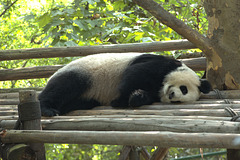 panda at his exercise