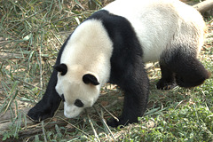 panda