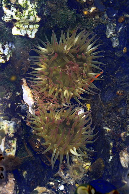 Aggregating Anemones