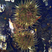 Aggregating Anemones