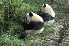 young pandas