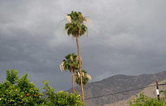 Palm Springs May rain (1769)