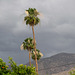 Palm Springs May rain (1769)
