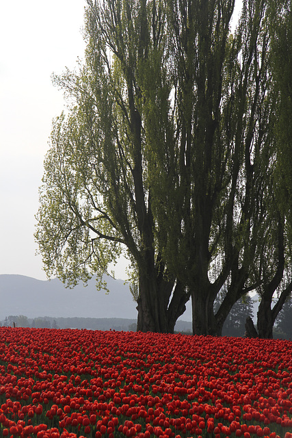 Early Morning Tulips