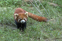 firefox