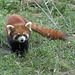 firefox