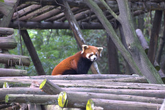 red panda