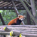 red panda