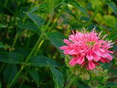 Bee Balm