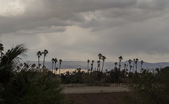 Palm Springs May rain (1783)