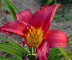 Damaged Daylily