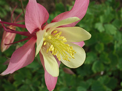 Pink & Yellow Columbine