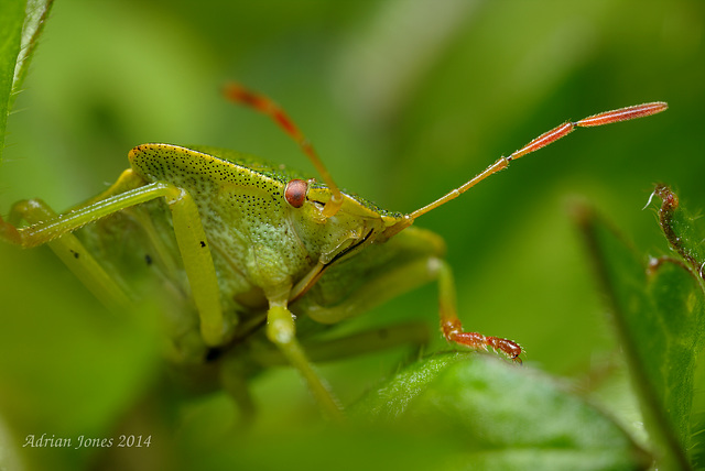 Common Green Shieldbug (Palomena prasina).