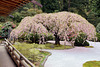 Weeping Cherry Tree in Full Bloom – Japanese Garden, Portland, Oregon